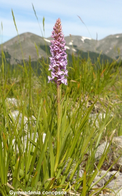 Una giornata tra le orchidee da Villetta Barrea a Scanno - 16 giugno 2021